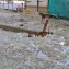Ликвидация последствий ледяного дождя в электросетевом комплексе Кубани, январь 2014 год